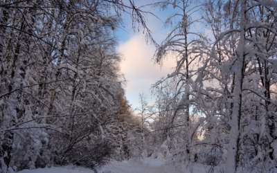 ❄️ How Alaskans Actually Survive Winter (And Still Love It)